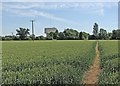 TL6558 : Ditton Green: wheatfield, water tower and footpath by John Sutton