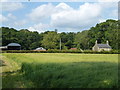 Barley field near Dumpling Farm, Easton