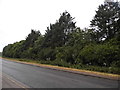 Trees by Marlow Road, Little Marlow