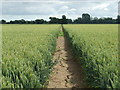 Field Of Wheat