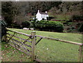 Sheep in a Whitebrook field