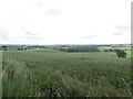 Wheat field at Rugley