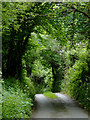 Lane to Welcombe Mouth, Devon