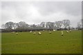 Sheep, Darvole Farm