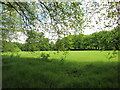 Sefton  Park  Meadows