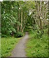 Path through Craig Wood