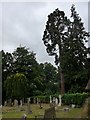 St James, Finchampstead: churchyard (1)