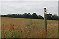 Footpath towards Gay Bowers Farm