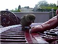 Cheeky Yorkshire sparrow