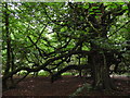 SU2267 : Beech tree, Savernake Forest by Vieve Forward