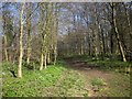SE3854 : Footpath in High Wood by Derek Harper
