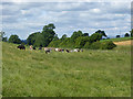 NY6223 : Field with cattle by Oliver Dixon