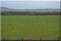 Field, Ynys Tachwedd