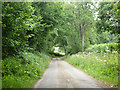 Lane near Yarnhams Cottages