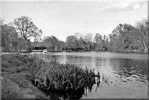 SU8083 : Downstream on River Thames from by Ferry Inn Medmenham, 1958 by Ben Brooksbank