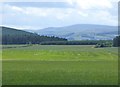 Cereals and pasture 