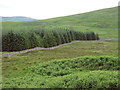 NX8281 : Area of forest on Speddoch Moor by wrobison
