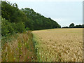 Field edge footpath