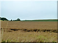 Fields west of New Odiham Road