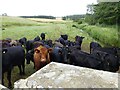 Curious cattle