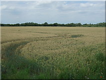 TL6699 : Crop field off College Road (B1160) by JThomas