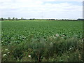 Crop field north of Severalls Road