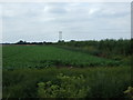 Crop field and hedgerow, Hemplands