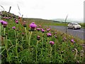 Melancholy Thistles (Cirsium heterophyllum) on road verge