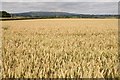 Wheat field at Rochford