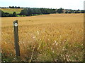 TM1928 : Footpath marker near Great Oakley by Malc McDonald