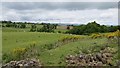 Pasture near Muthill