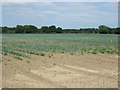 Crop field near Cranwich