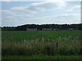 Crop field towards pig farm