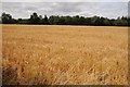 Cereal field near Rhyse Farm