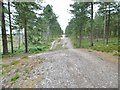 Dibden Inclosure, forestry road