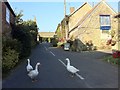 Rosemary Lane geese