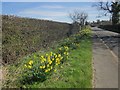 Daffodils, Moor Lane