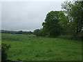 Grazing off Godleybarn Lane