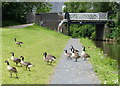SJ8550 : Canada geese next to Brownhills Bridge No 128 by Mat Fascione