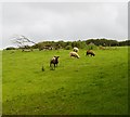 SS2316 : Pasture, Gooseham, Cornwall by Oswald Bertram