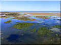 Rock pools at low tide, Birchington-on-Sea