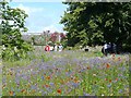ST0972 : A wild flower area, Dyffryn Gardens by Robin Drayton