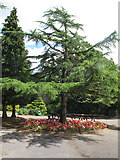 SJ6855 : Queen's Park: cedar tree by Stephen Craven