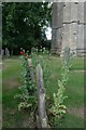 TF0433 : Church of St Andrew, Pickworth: tall poppies by Bob Harvey