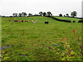 H2957 : Field with cows, Derrymacanna by Kenneth  Allen