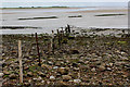 SD4356 : Distressed Fence at Bazil Point by Chris Heaton