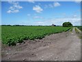 Public footpath and track to Tarlscough Moss