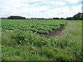 SD4113 : Potato field near Batloom by Christine Johnstone