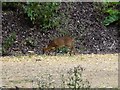 TL0696 : A Muntjac deer in Nassington by Richard Humphrey