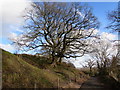 ST3190 : Tree on a bank above a cycle route and footpath, Malpas, Newport by Jaggery